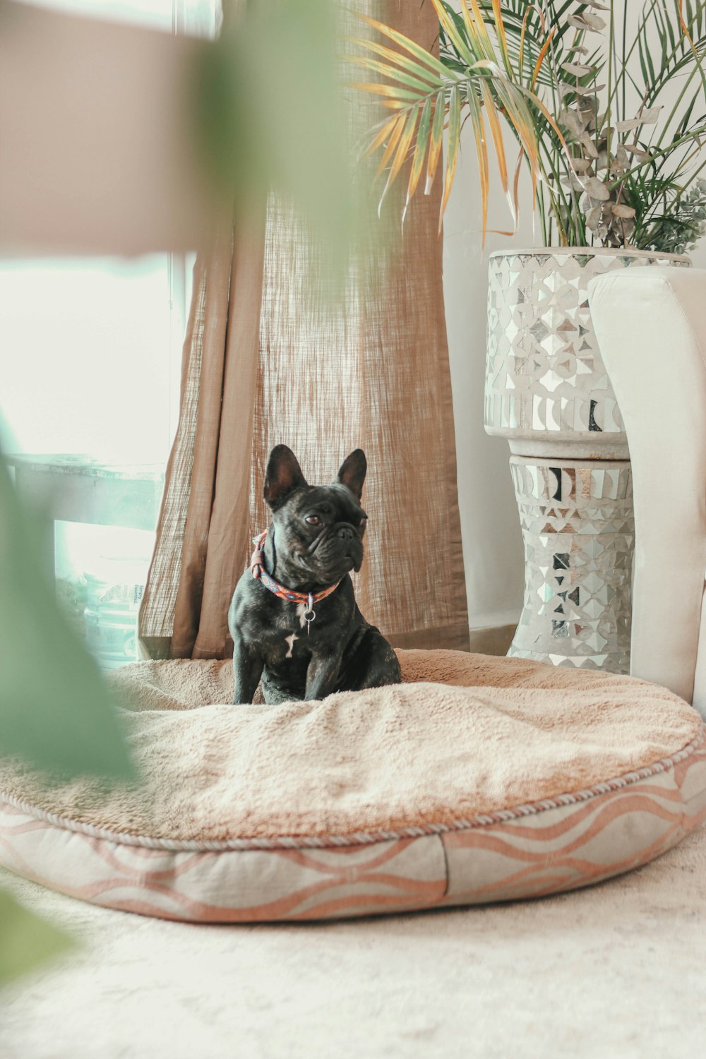 a small black dog sitting on top of a dog bed