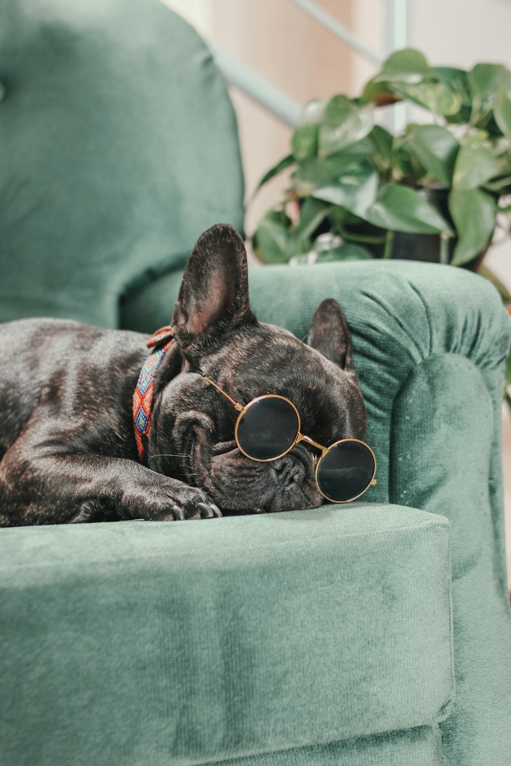 a dog wearing sunglasses laying on a green chair