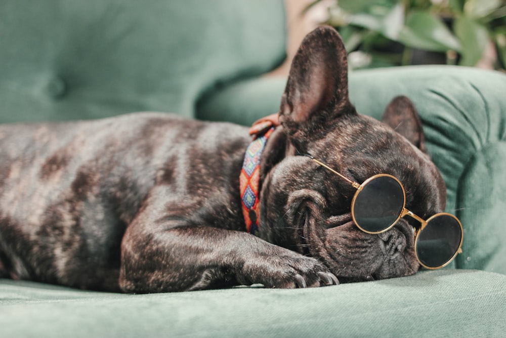 a dog wearing sunglasses laying on a couch