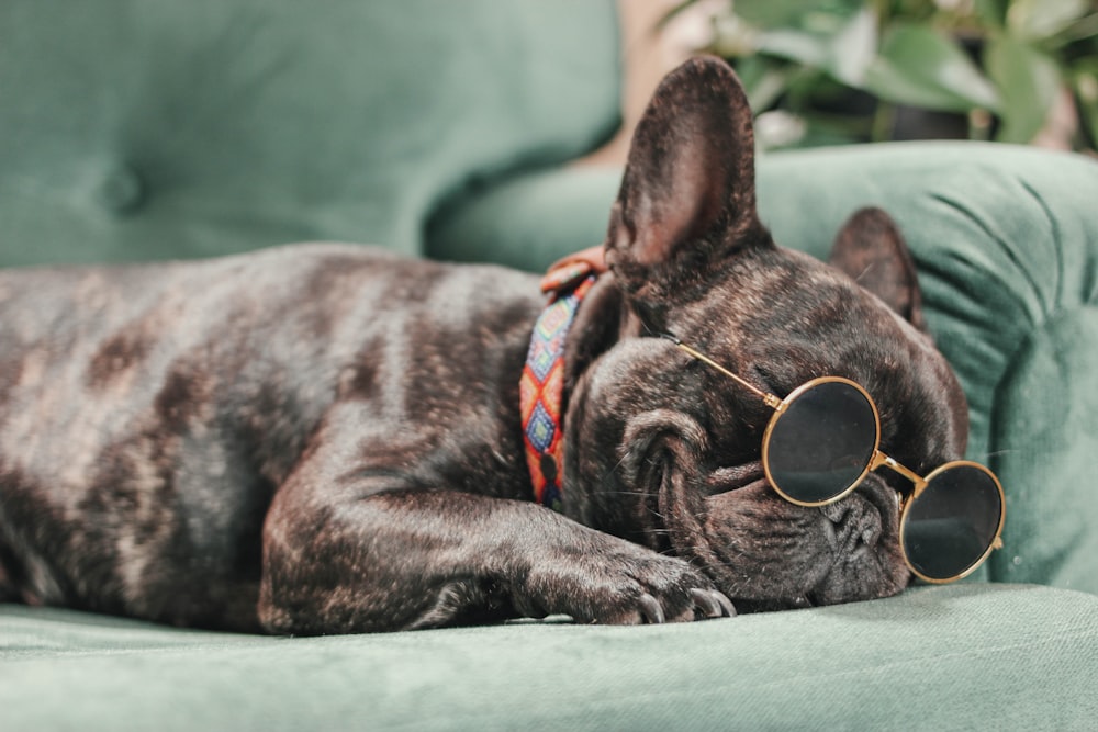 Un perro con gafas de sol acostado en un sofá