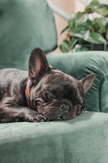 a small dog is sleeping on a green chair