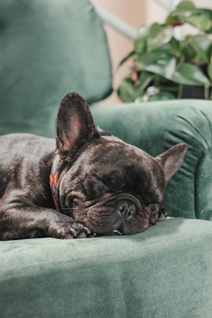 a small dog is sleeping on a green chair