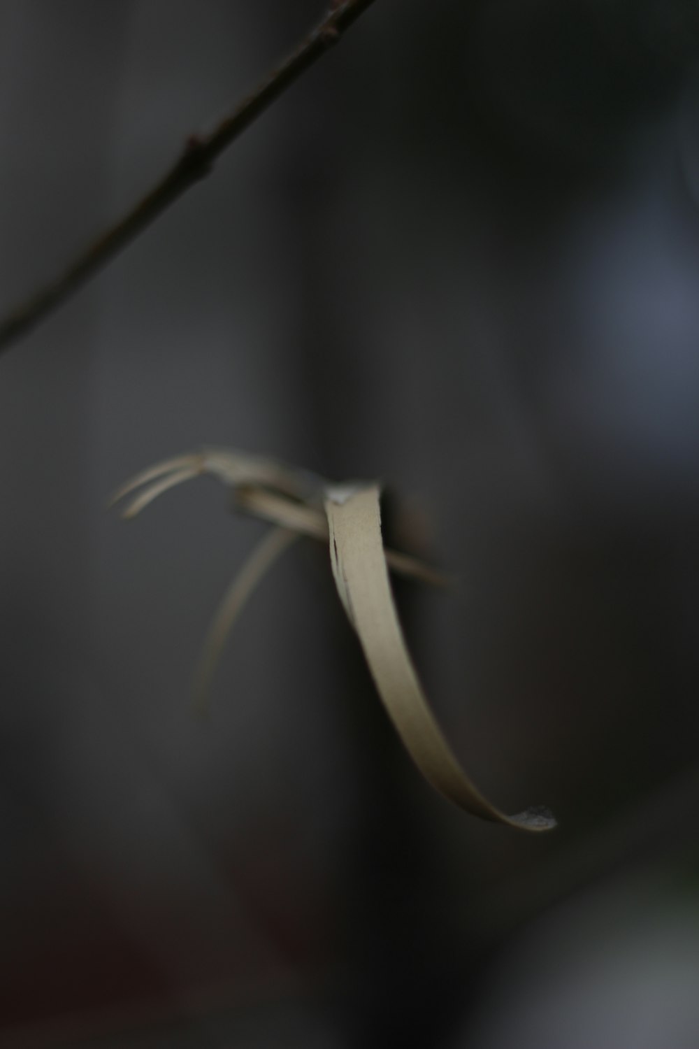 a blurry photo of a bird on a branch