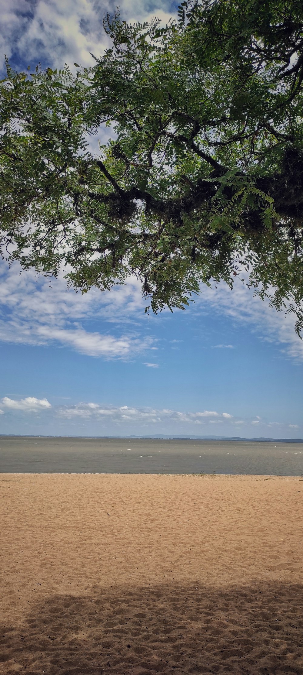 a bench sitting on top of a sandy beach under a tree