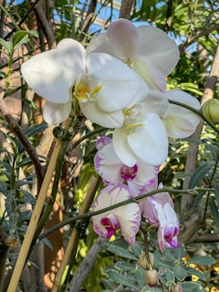 A cluster of orchids with white petals and yellow centers, along with touches of purple on some flowers. The orchids are growing on branches surrounded by lush green foliage. Sunlight filters through the leaves, creating a serene and natural environment.