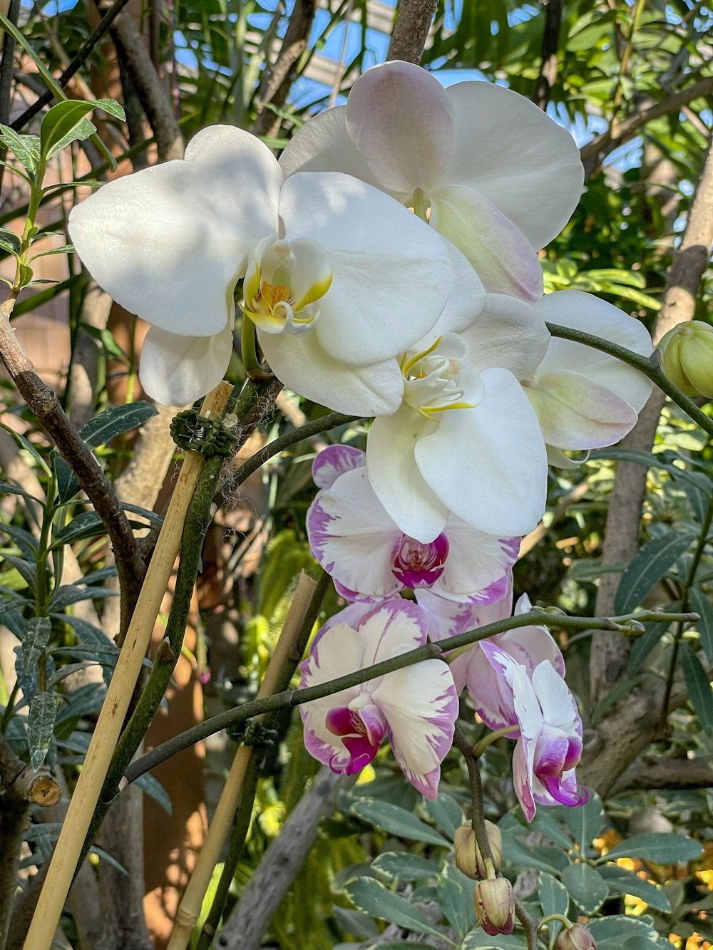 un mazzo di fiori bianchi e rosa in un giardino