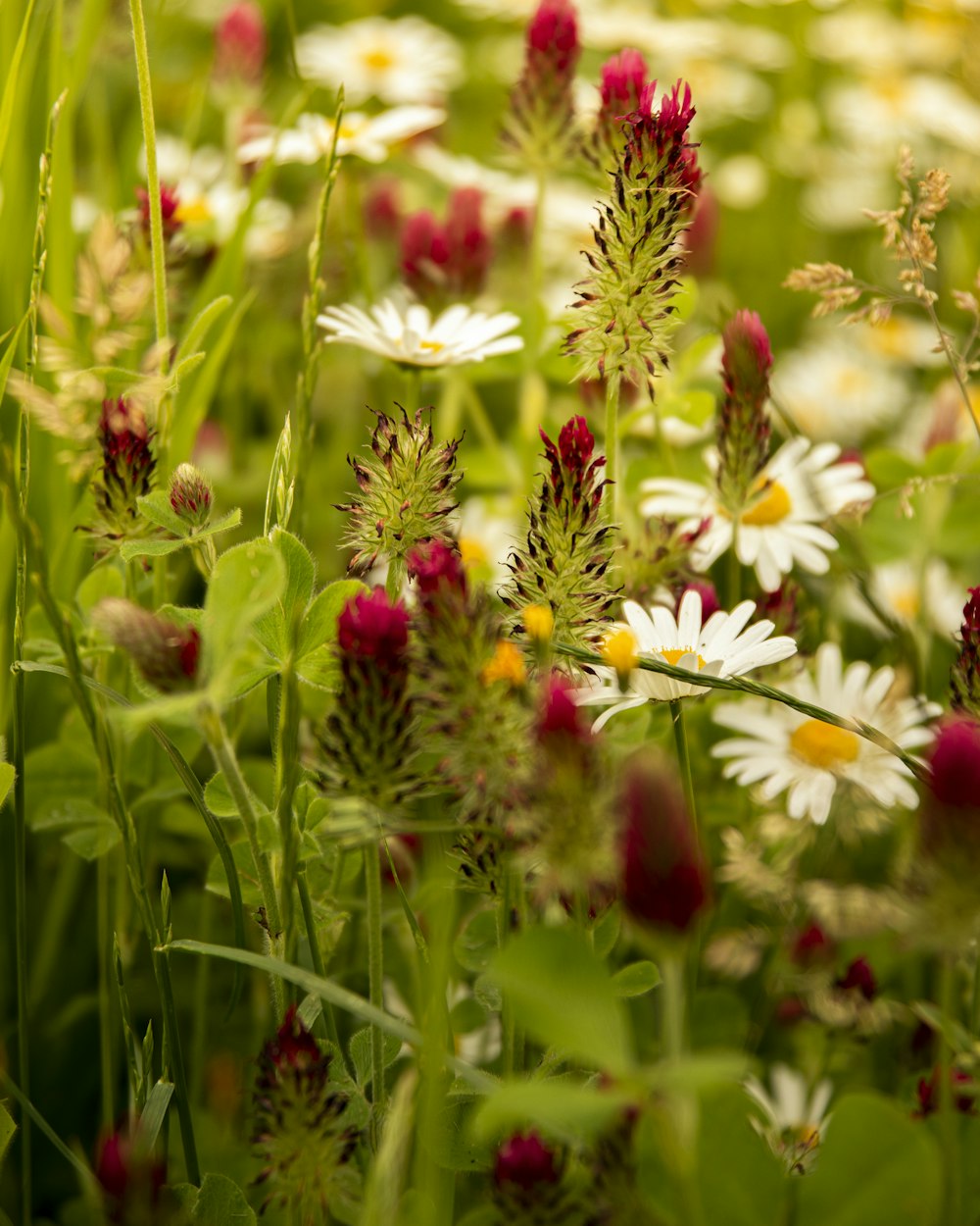 a bunch of flowers that are in the grass