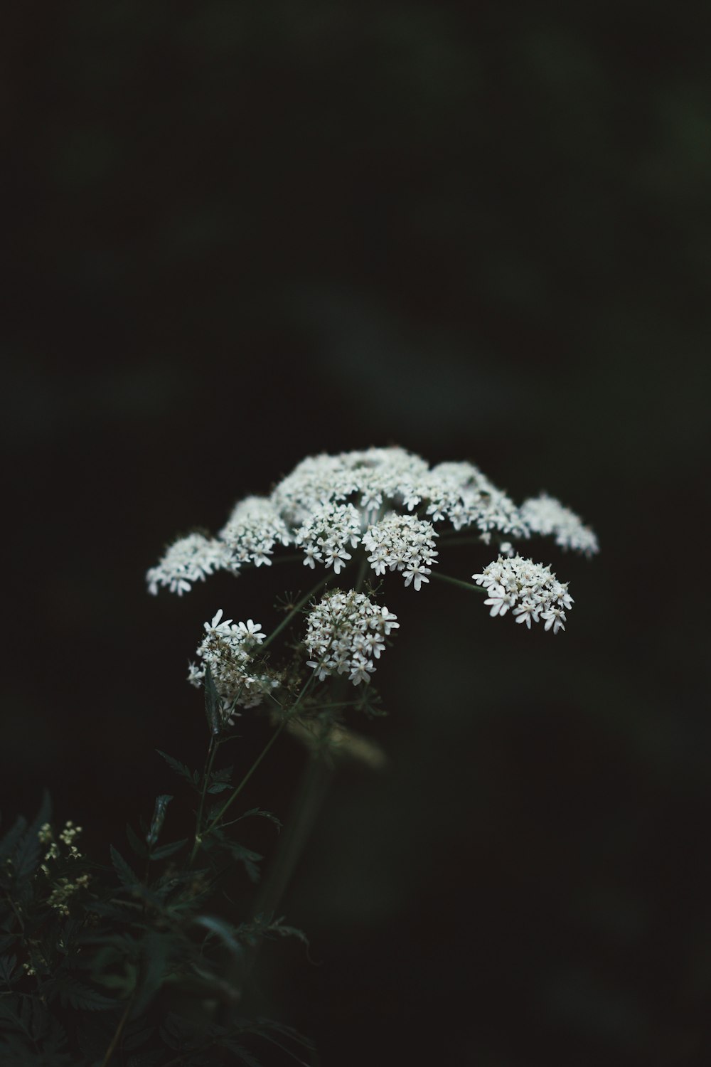 a bunch of white flowers sitting on top of a plant