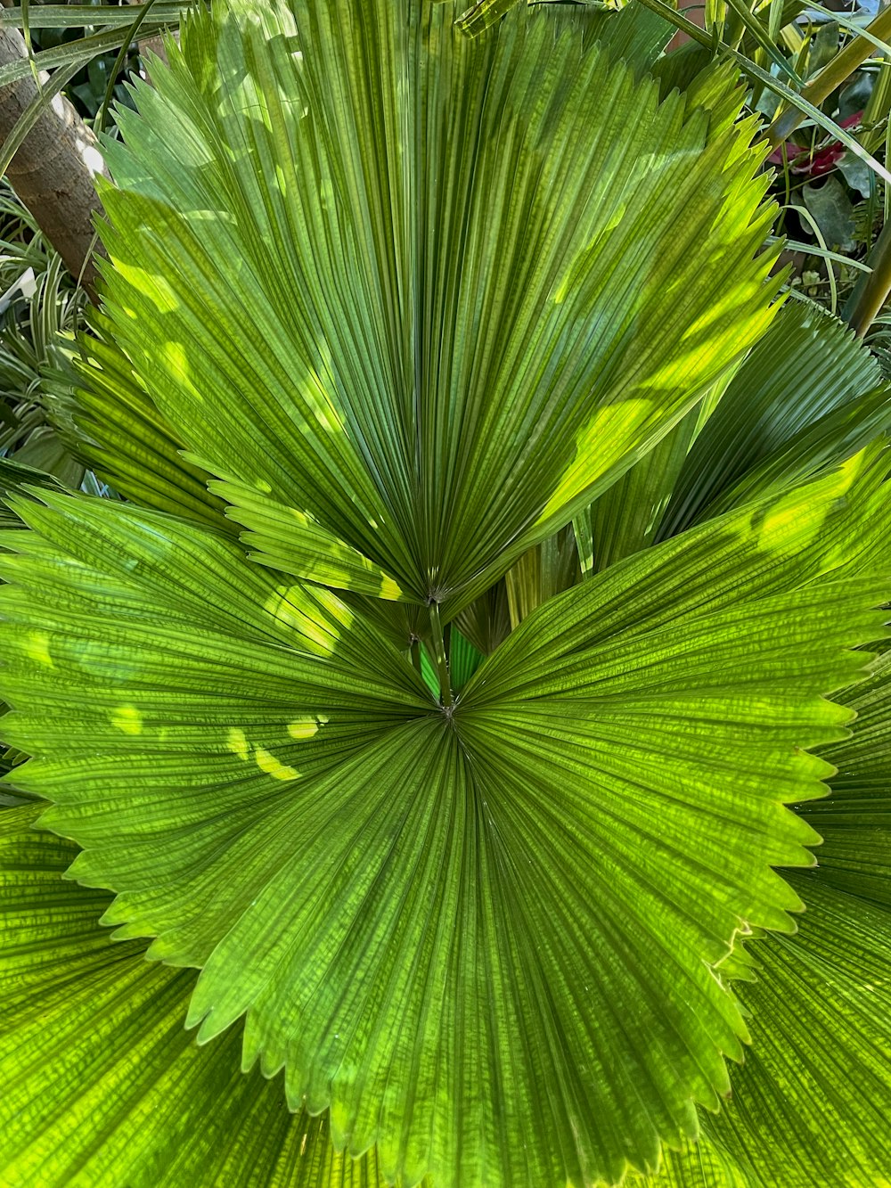 un primo piano di una grande foglia verde