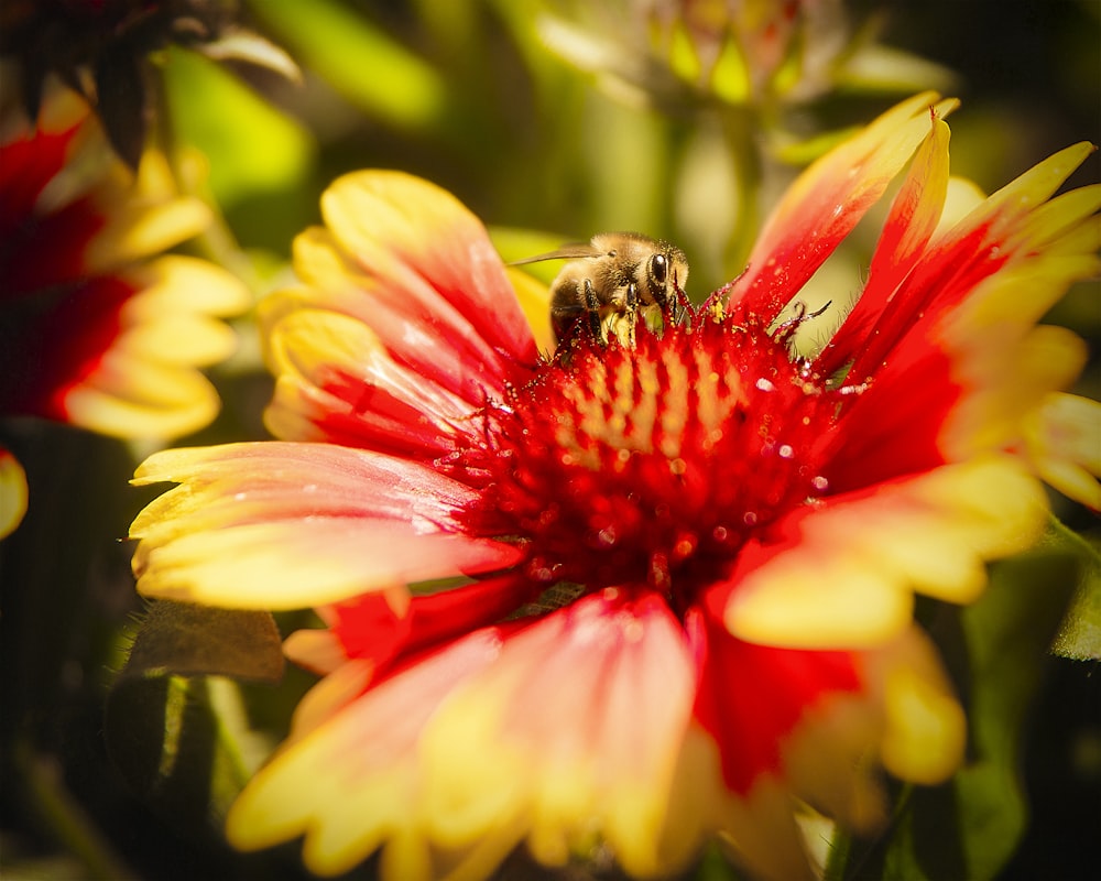 a bee sitting on top of a red and yellow flower