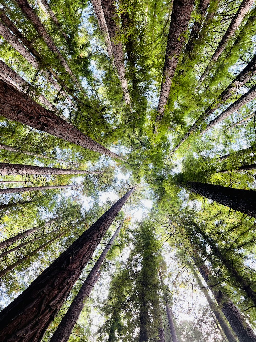 a group of tall trees in a forest