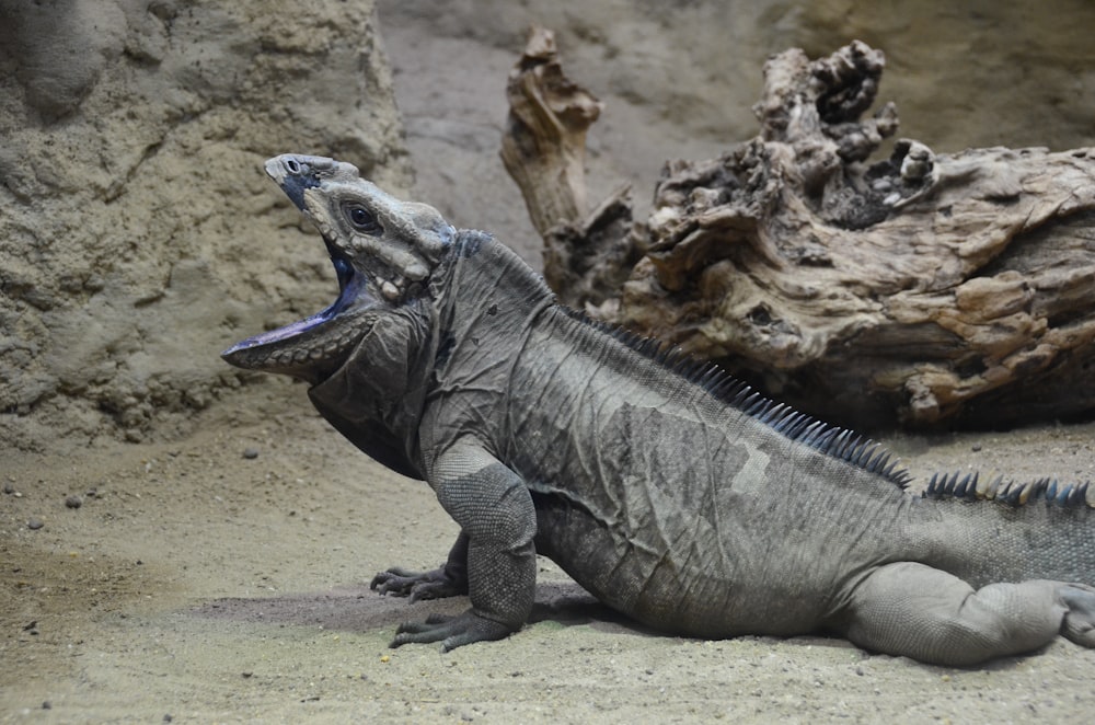 an iguana with its mouth open sitting on the ground