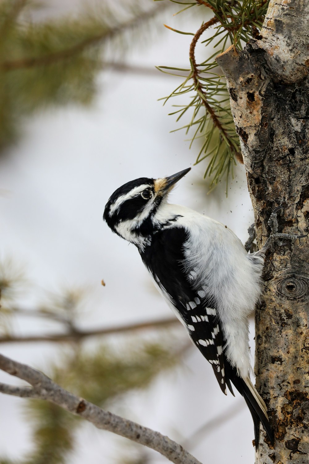 a black and white bird perched on a tree