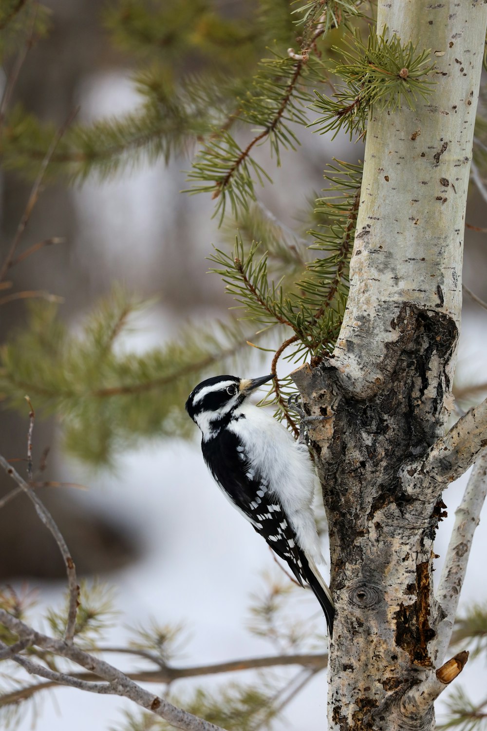 a black and white bird perched on a tree