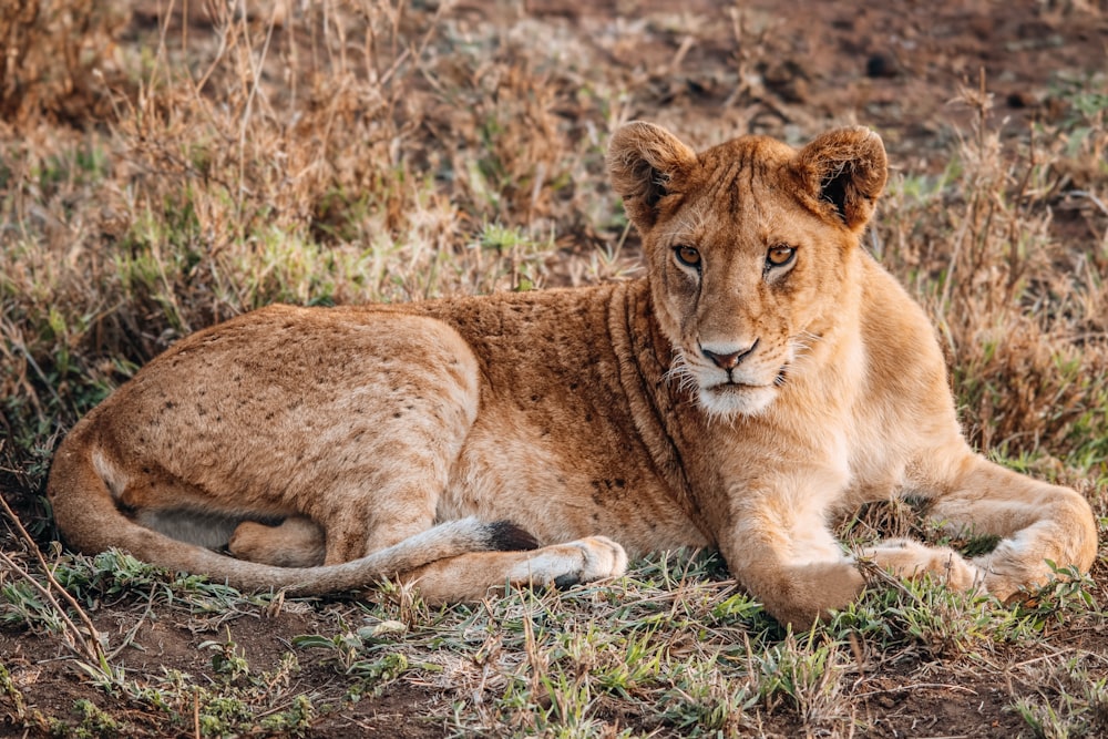 a lion laying on the ground in a field