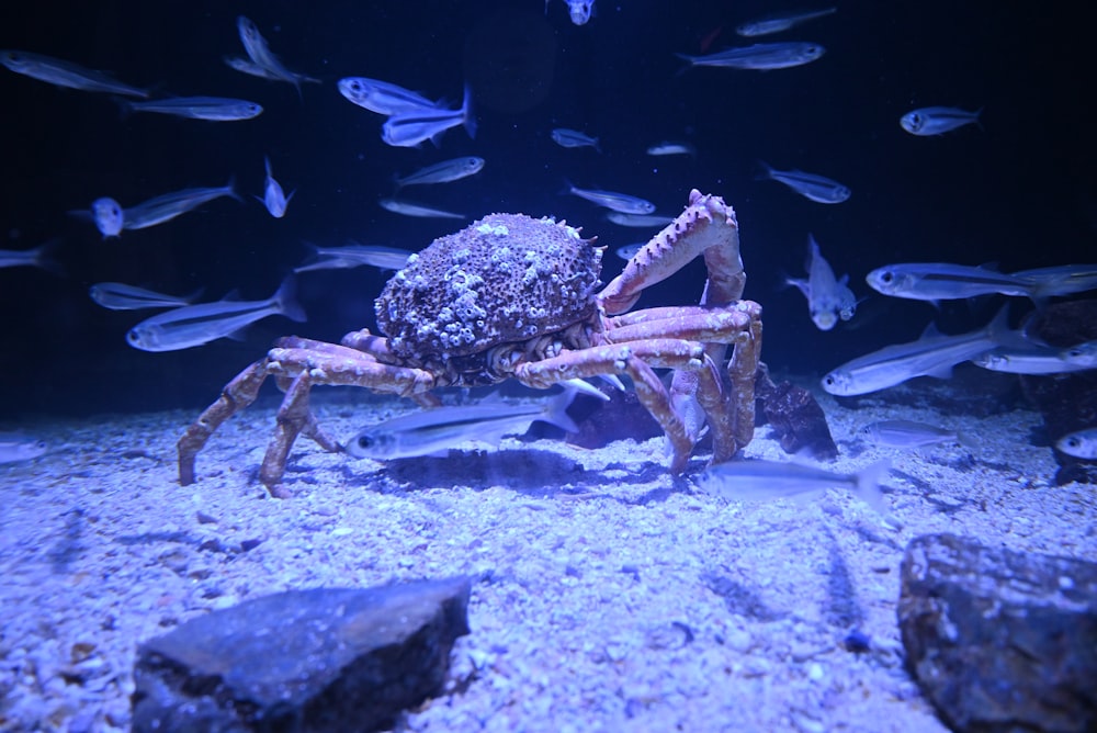 a crab in an aquarium surrounded by fish