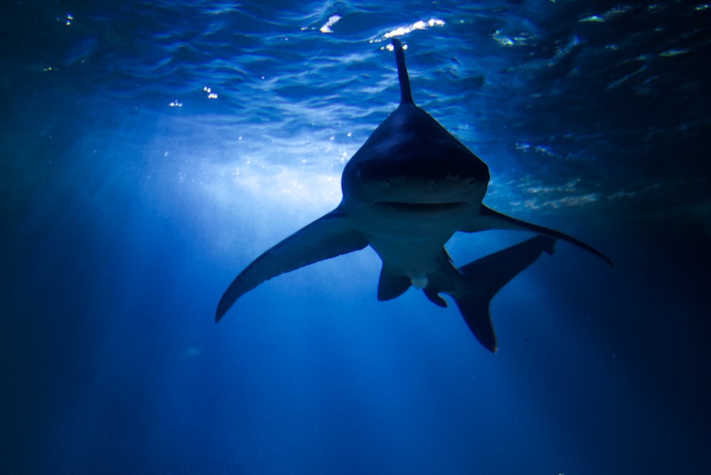 a shark swims through the water in the ocean