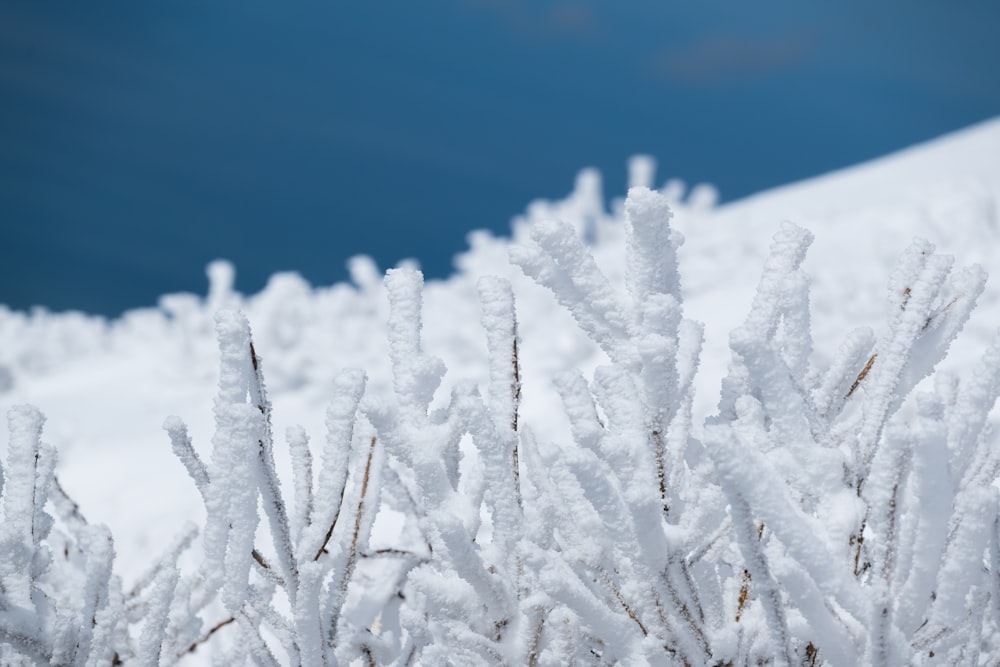 a bush covered in snow with a blue sky in the background