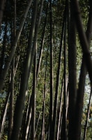 Tall, slender bamboo stalks rise vertically amidst a dense and lush green backdrop, with light filtering through the foliage, creating a serene and natural ambiance.