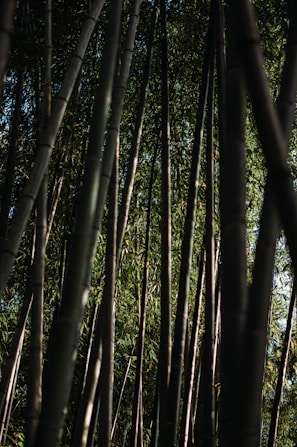 Tall, slender bamboo stalks rise vertically amidst a dense and lush green backdrop, with light filtering through the foliage, creating a serene and natural ambiance.