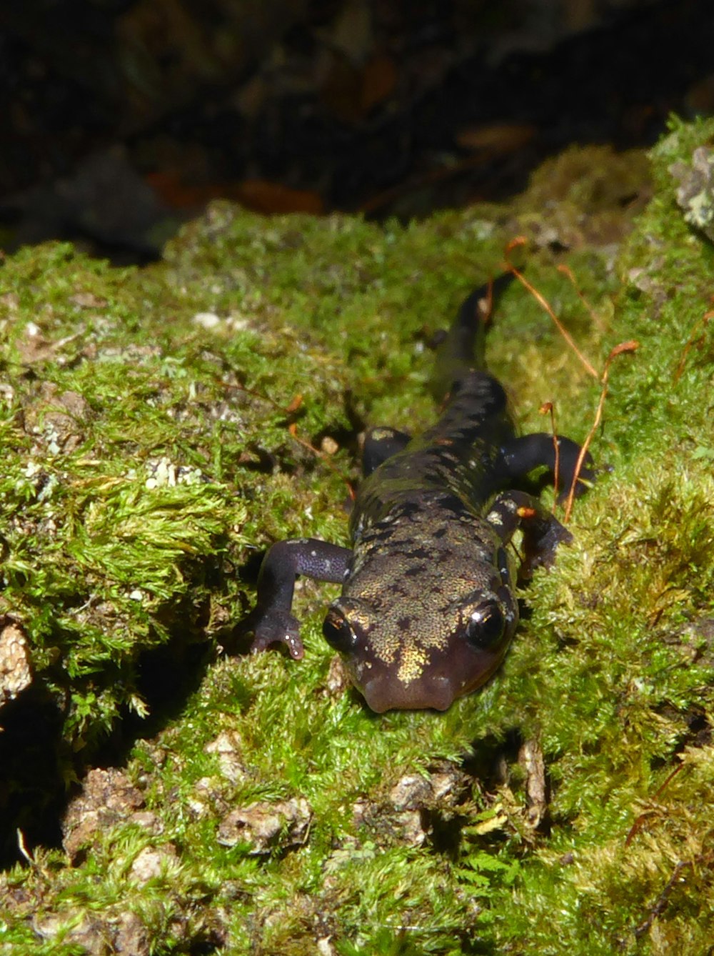 a small black lizard sitting on top of a lush green field