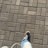 A close-up view of a paved sidewalk featuring a person wearing blue jeans and black sneakers. The paving stones are arranged in a herringbone pattern.