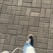 A close-up view of a paved sidewalk featuring a person wearing blue jeans and black sneakers. The paving stones are arranged in a herringbone pattern.