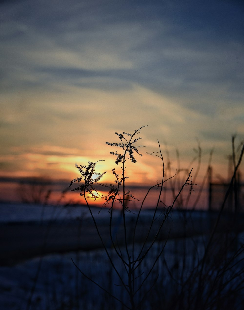 the sun is setting over a beach with a plant in the foreground