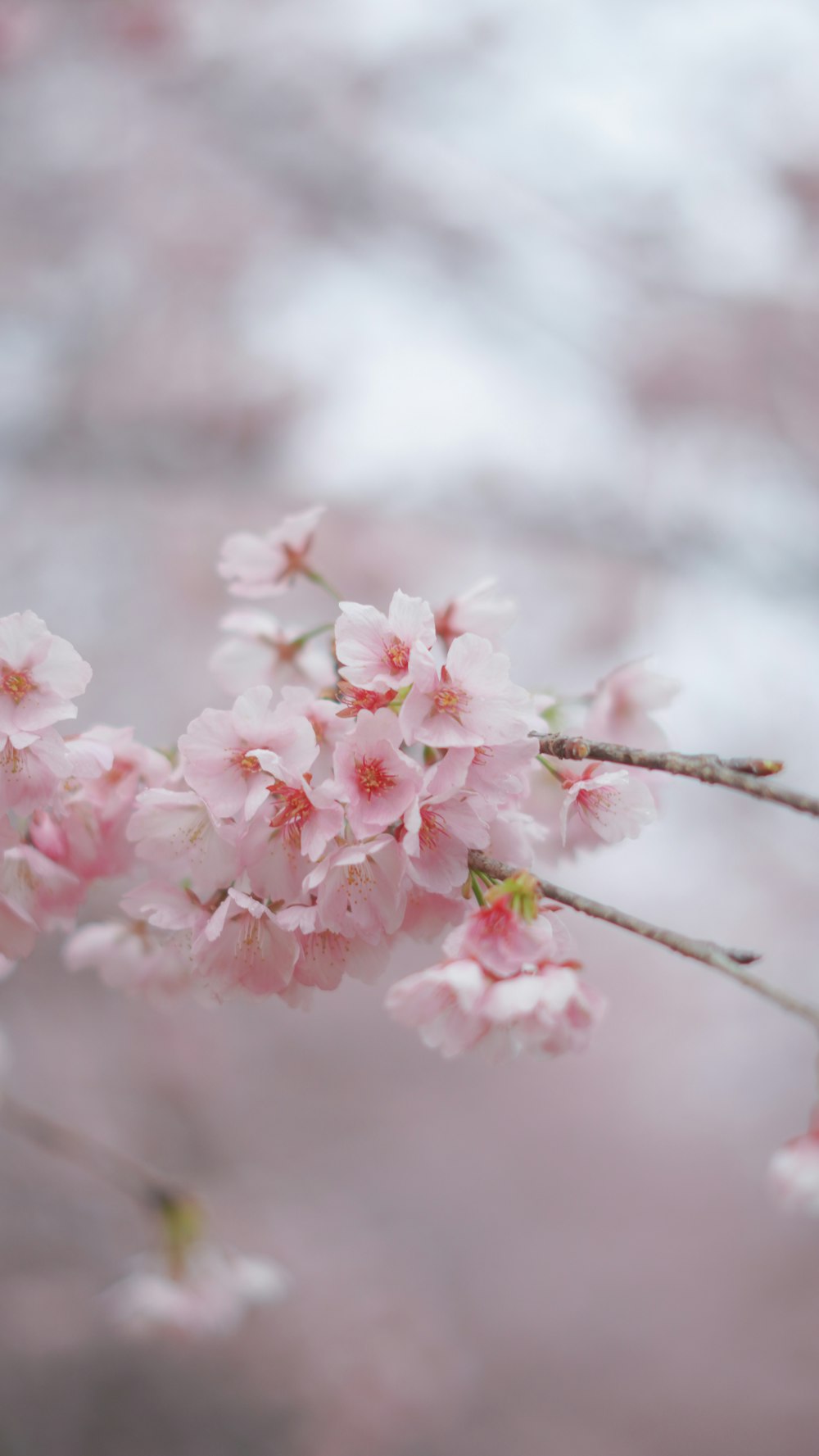 a close up of a branch with pink flowers