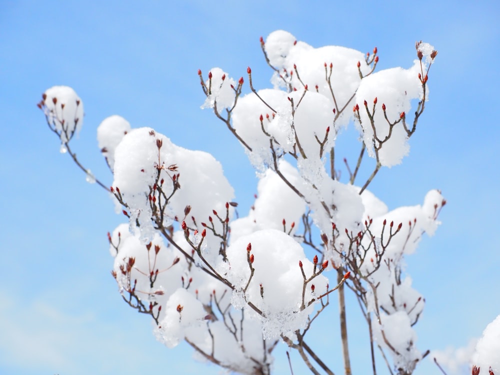 ein schneebedeckter Ast vor blauem Himmel