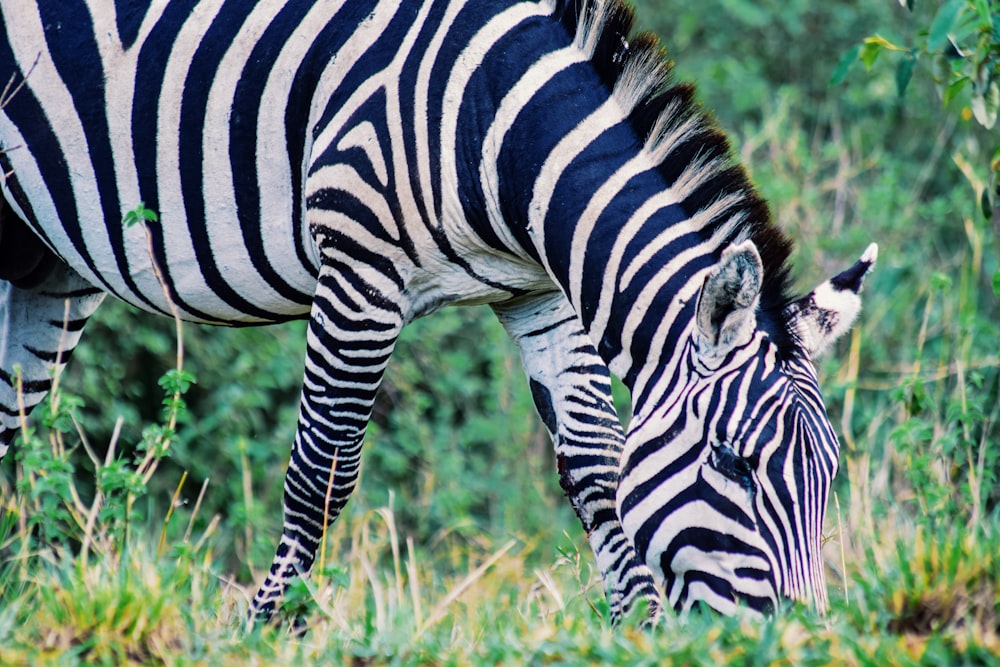 Ein Zebra grast auf Gras auf einem Feld