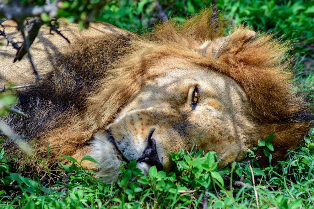 a close up of a lion laying in the grass