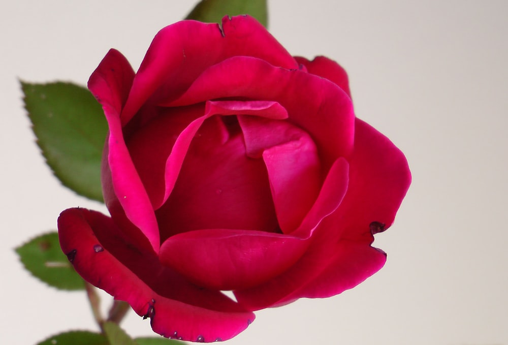 a close up of a red rose with a white background