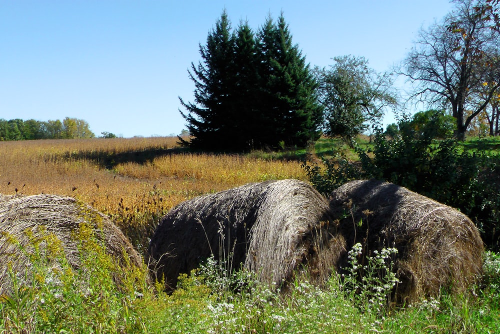 two hay bales in a field with trees in the background
