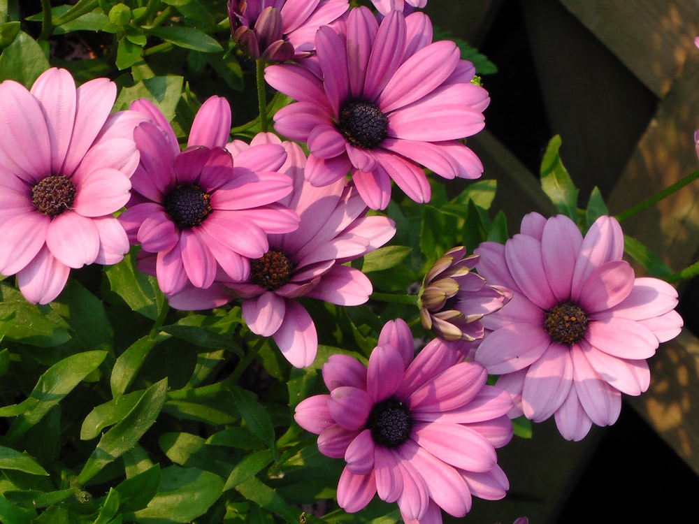 a close up of a bunch of pink flowers