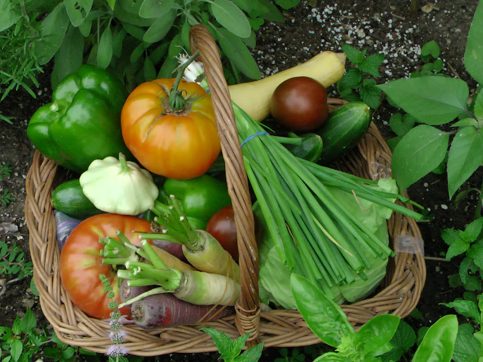 A harvest basket full of fresh homegrown vegetables