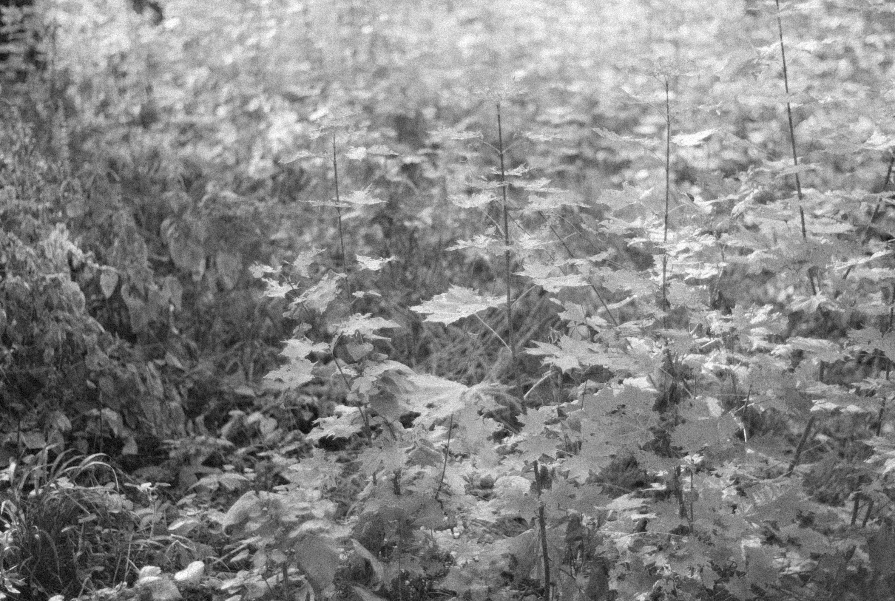 Photo by alexeydemidov