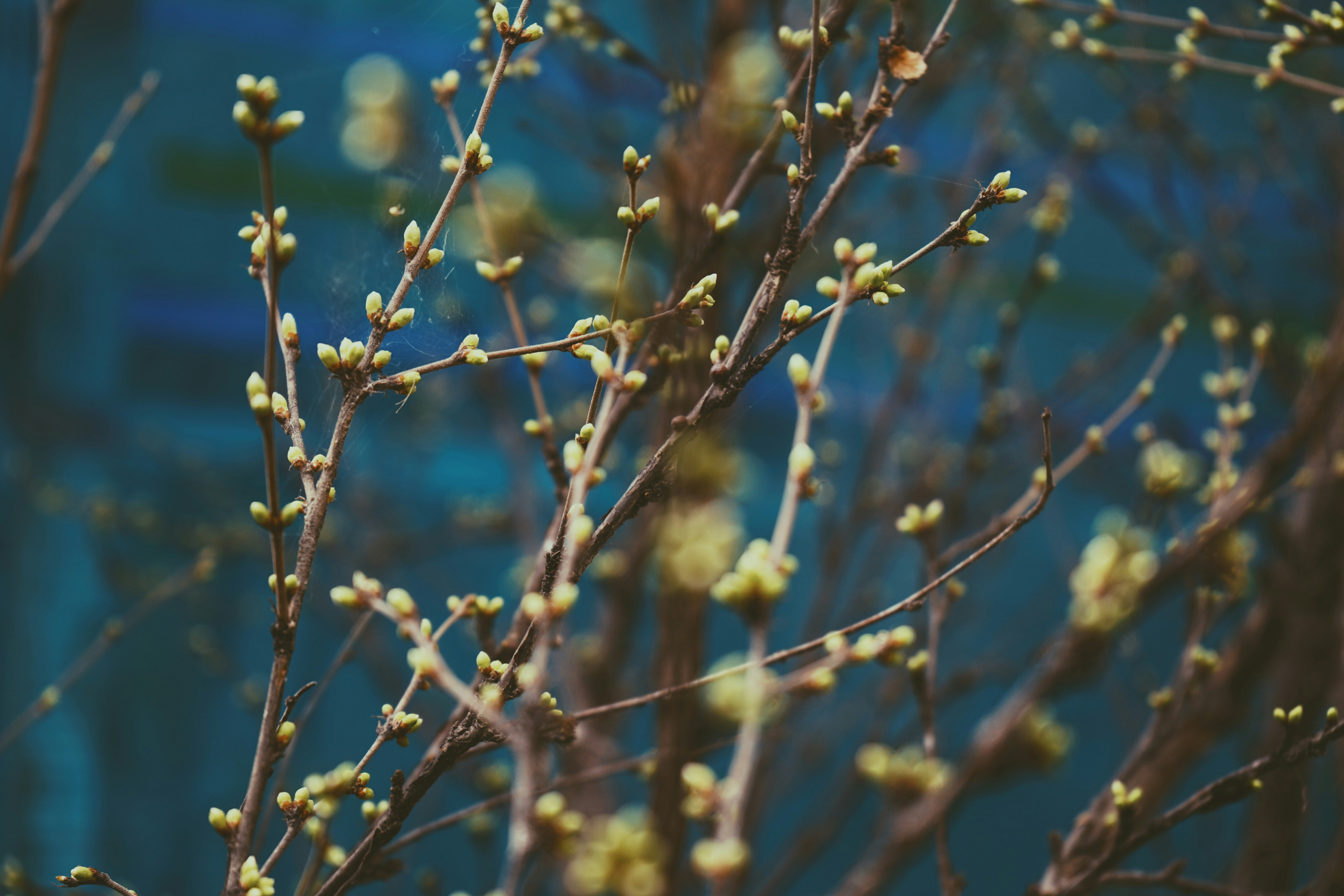 Photo by judahwester