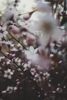 Minimalist display of sakuraperu safety products with soft sakura petals scattered around.