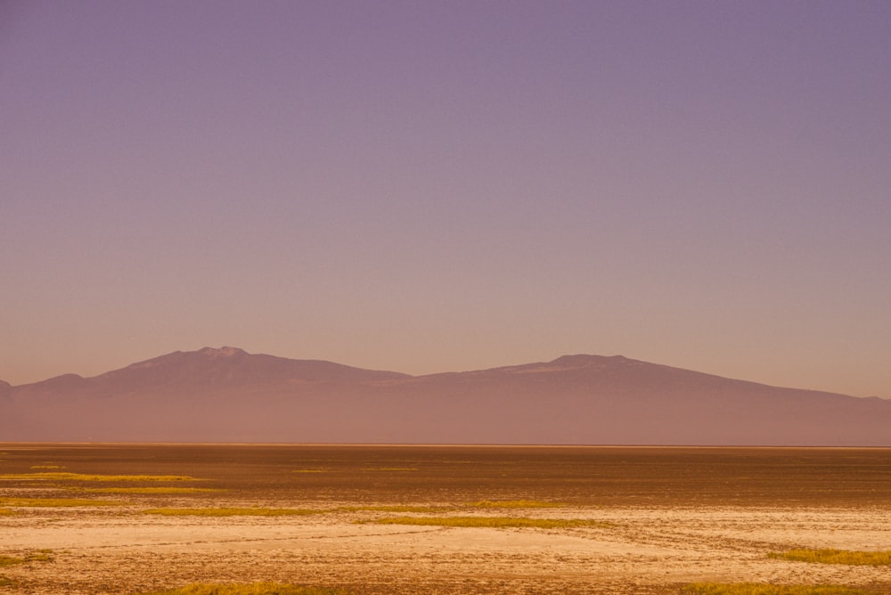 a lone horse standing in the middle of a desert