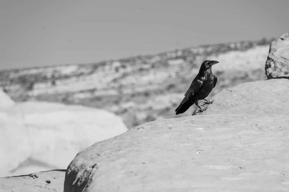 a black bird sitting on top of a large rock
