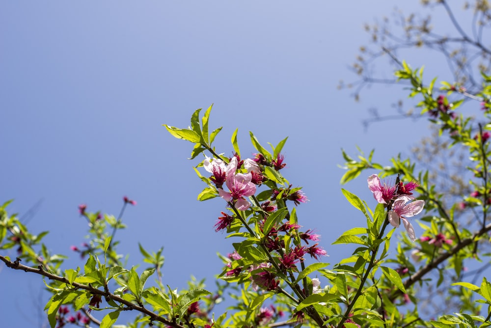 a tree with pink flowers and green leaves