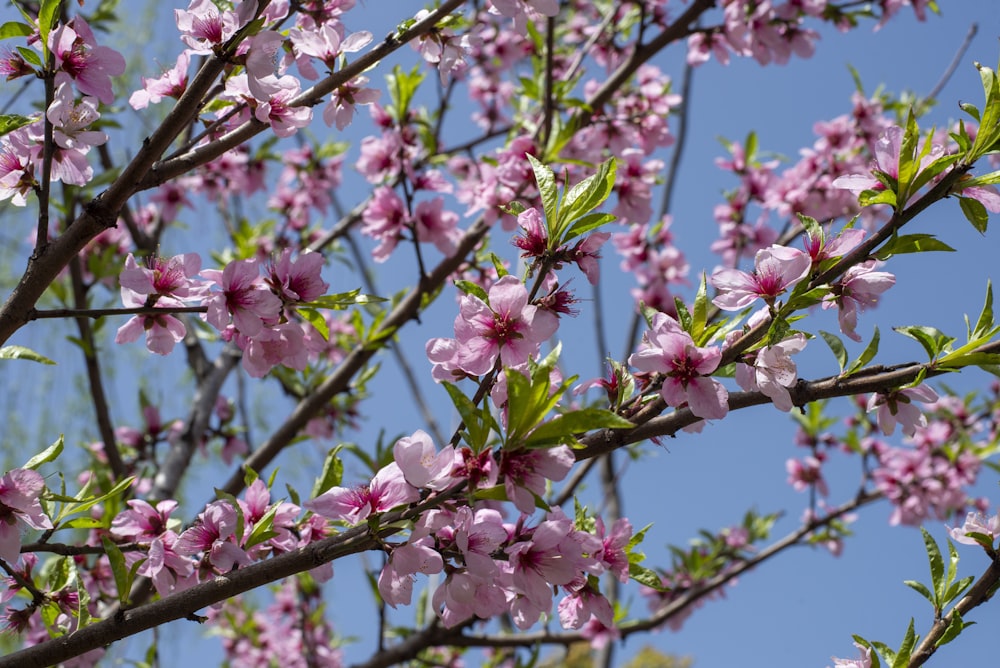 a tree with lots of pink flowers on it