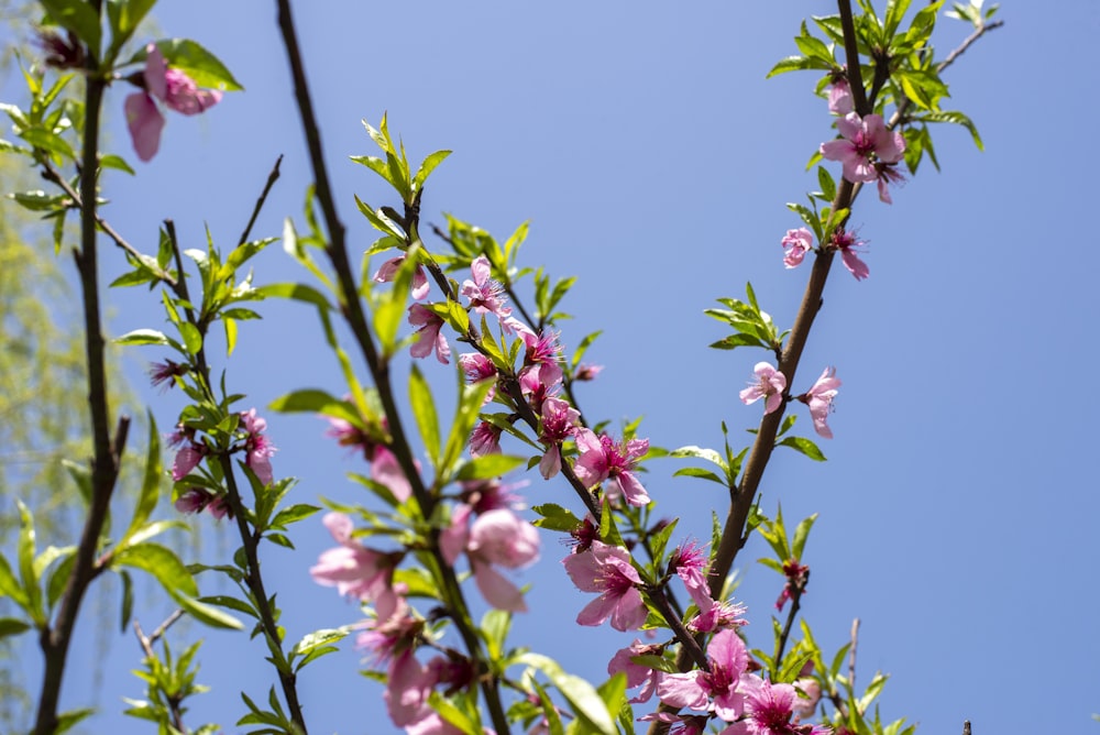 a branch with pink flowers and green leaves