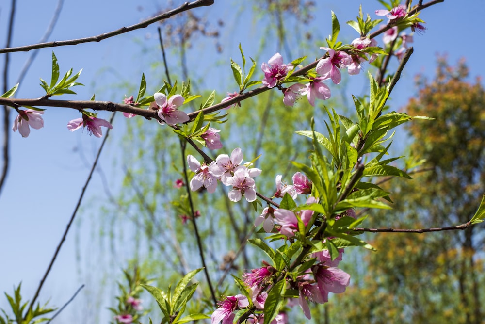 a branch of a tree with pink flowers