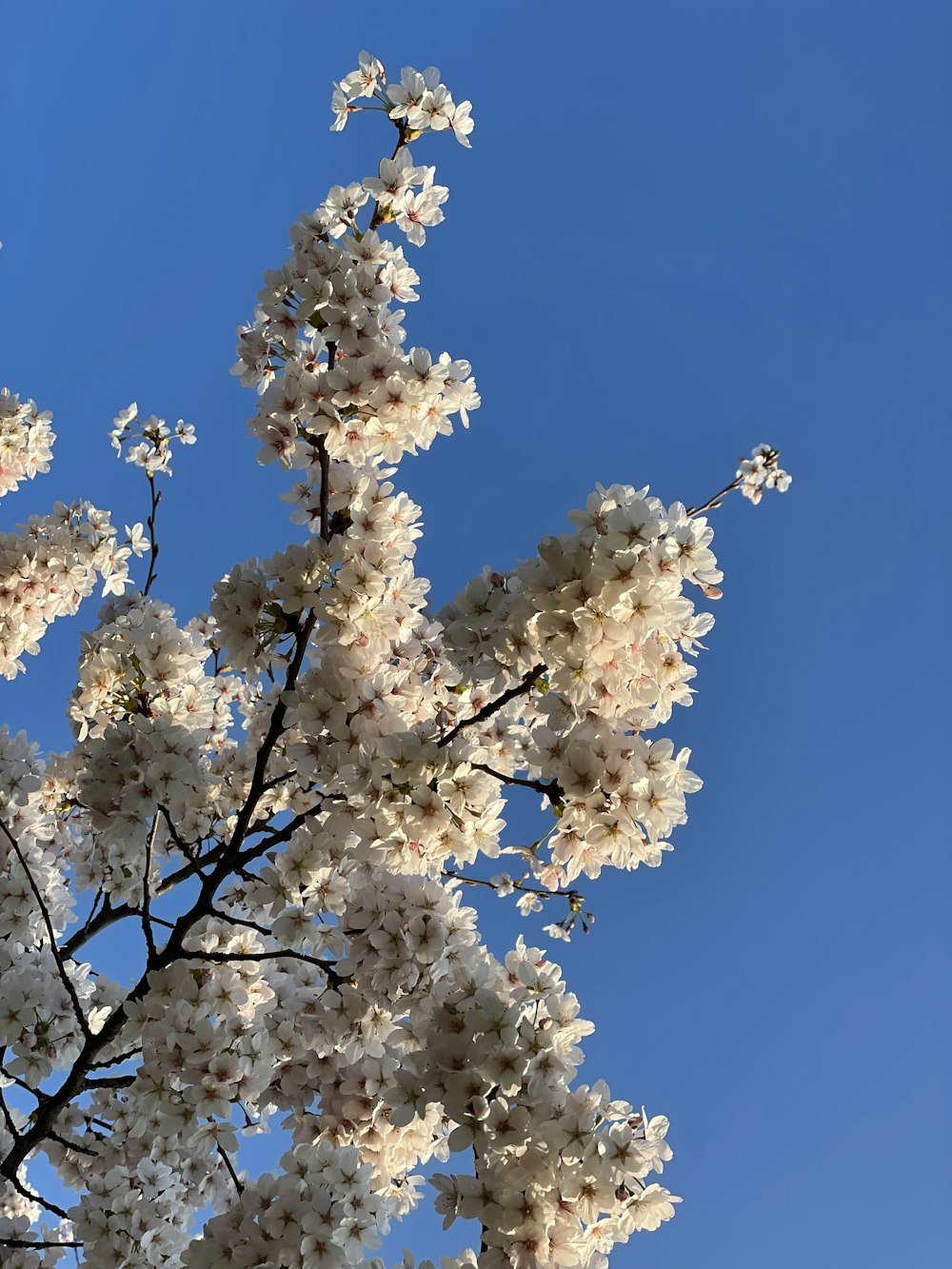 a tree with white flowers and a blue sky in the background