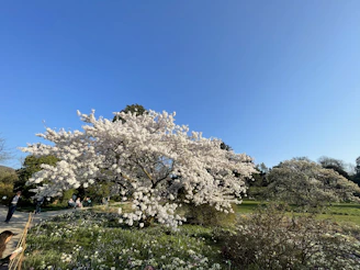 A vibrant cherry blossom tree in full bloom at Tokyo Dream Park, with visitors admiring its beauty.