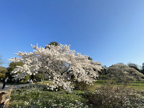 A vibrant cherry blossom tree in full bloom at Tokyo Dream Park, with visitors admiring its beauty.