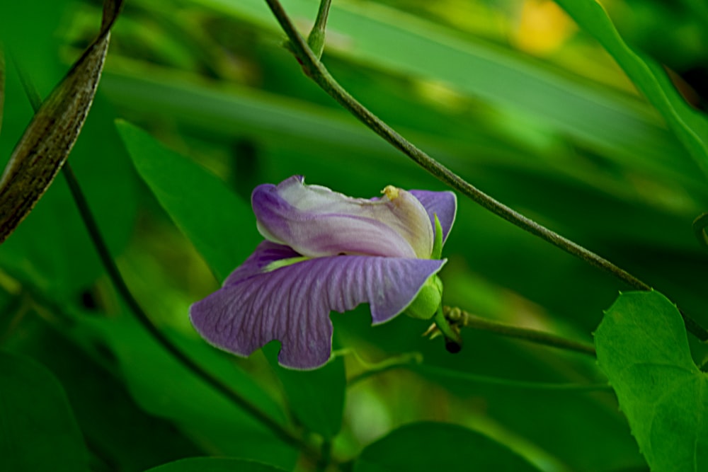 a purple flower that is growing on a tree