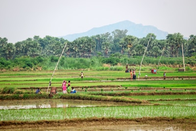 A lush green agricultural field with men and women working amidst the crops. The landscape is dotted with palm trees and a distant mountain range under a clear sky. Various poles are erected throughout the field, and there are signs of water irrigation.